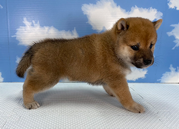 子犬253-3