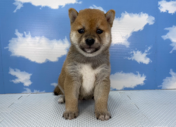 子犬254-1