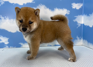 子犬254-2