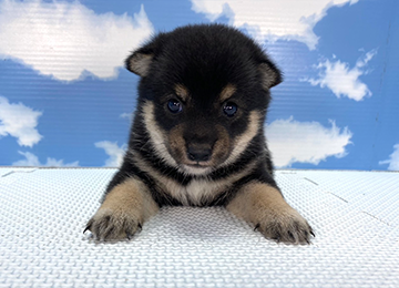子犬255-1