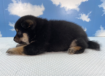 子犬255-2