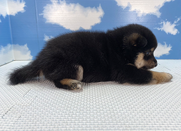 子犬255-3