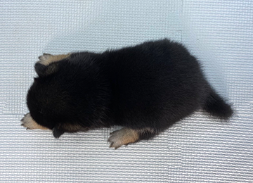 子犬255-4