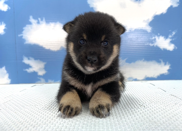 子犬256-1