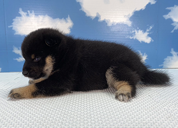 子犬256-2