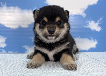 子犬257-1