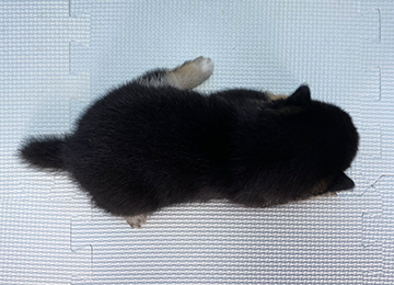 子犬257-4