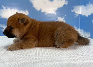 子犬258-2