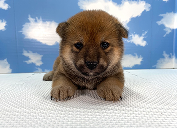 子犬259-1