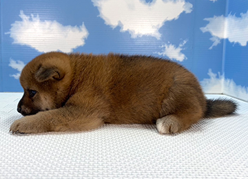 子犬259-2
