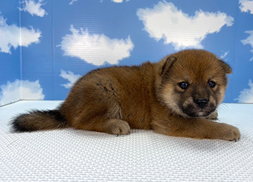 子犬259-3