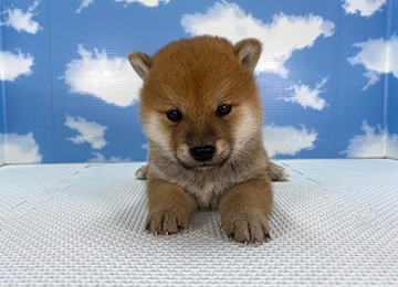 子犬260-1
