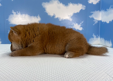 子犬260-2