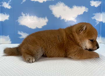 子犬260-3