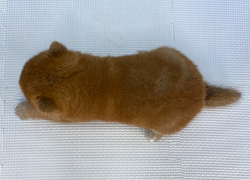 子犬260-4