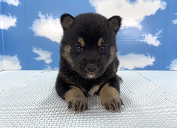 子犬261-1