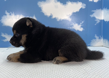 子犬261-2