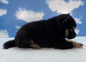 子犬261-3