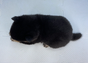 子犬261-4