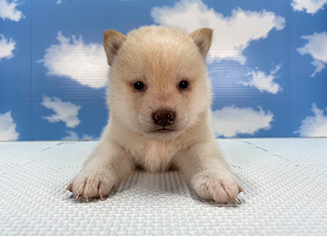 子犬262-1