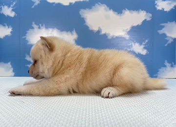 子犬262-2