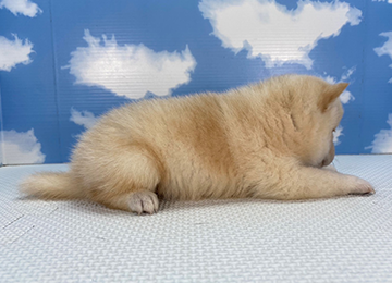 子犬262-3