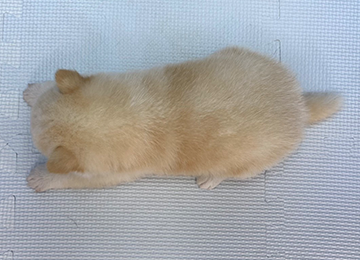 子犬262-4