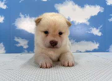 子犬263-1