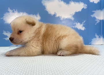 子犬263-2