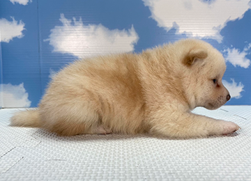 子犬263-3