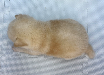 子犬263-4