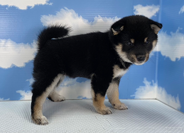 子犬273-3