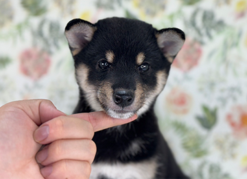 子犬273-5