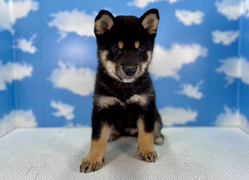 子犬276-1