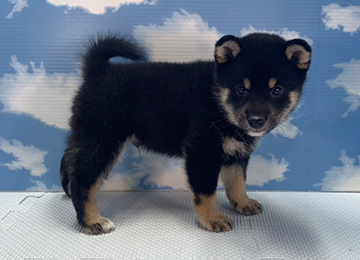 子犬276-3
