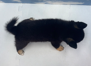 子犬276-4