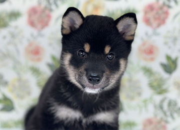 子犬276-5