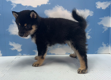 子犬277-2