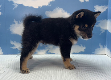 子犬277-3