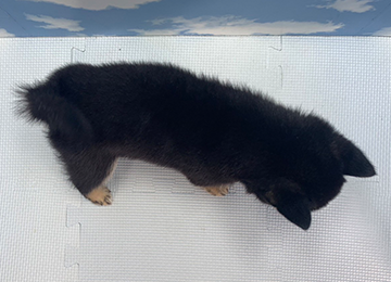 子犬277-4