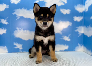 子犬278-1