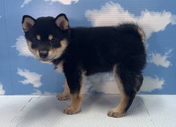 子犬278-2
