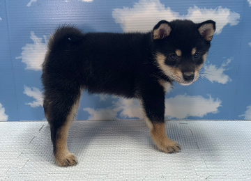子犬278-3