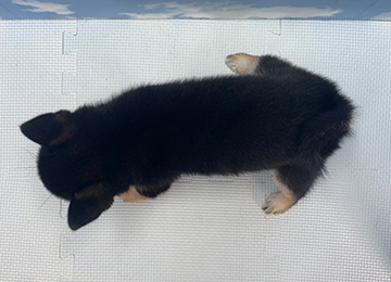 子犬278-4