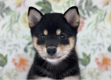 子犬278-5