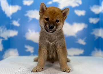 子犬279-1