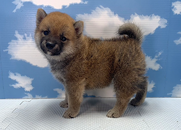 子犬279-2