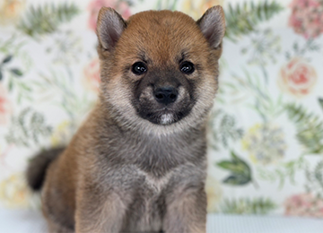 子犬279-5
