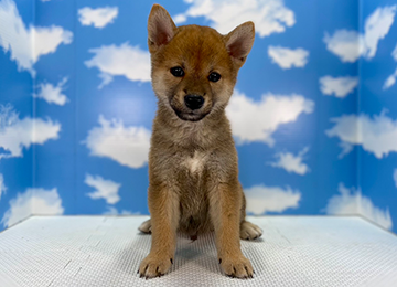 子犬280-1