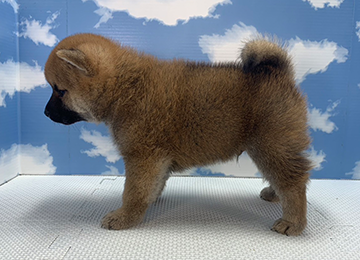 子犬280-2